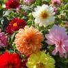 Image de Dahlia Unwin Varié | Vilmorin Jardin