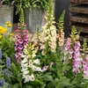 Image de Digitale Excelsior Variée | Vilmorin Jardin
