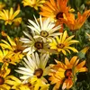 Image de Dimorphotéca Las Vegas | Vilmorin Jardin