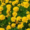 Image de  illet d'Inde Globe Citron | Vilmorin Jardin