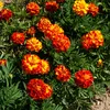 Image de  illet d'Inde Boléro | Vilmorin Jardin
