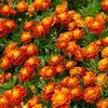 Image de  illet d'Inde Carmen | Vilmorin Jardin