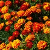 Image de Oeillet d'inde double nain mix | Vilmorin Jardin
