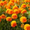 Image de  illet d'Inde Globe Orange | Vilmorin Jardin