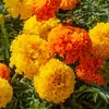 Image de Rose d'Inde Double Grande Variée | Vilmorin Jardin