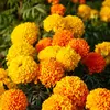 Image de Rose d'Inde Naine Variée | Vilmorin Jardin