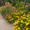 Image de Souci Double Varié | Vilmorin Jardin