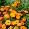Image de Souci Orange King | Vilmorin Jardin