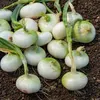 Image de Oignon Blanc Premier | Vilmorin Jardin