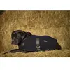 Image de Diego & Louna Manteau Pour Chien Teddy