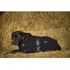 Image de Diego & Louna Manteau Pour Chien Teddy