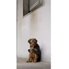 Image de Diego & Louna Manteau Pour Chien Nylon Teddy 31 cm