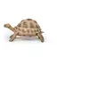 Image de Figurine Tortue d'Hermann