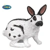 Image de Lapin papillon