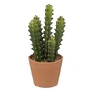 Image de cactus pot terre cuite terra ali 12x30cm - 189122