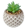 Image de pot de ciment succulent