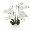 Image de orchidée pot céramique blanc 65cm