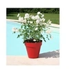 Image de Pot de fleurs Soleilla -Rond - Ø 39,2 x 35,8 cm - Rouge