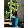 Image de Pot de fleurs - - SOLEILLA - Plastique - H52 x D39 cm - Bleu