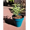 Image de Bac a fleurs rond SOLEILLA - Plastique - Diametre 60 cm - Bleu