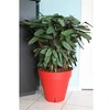 Image de Pot de fleurs Loft avec réserve d'eau - Rond - Ø 50 x H 46 cm - Rouge