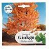Image de Ginkgo Biloba à semer | Radis et Capucine