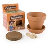 Image de Graines de Cacahuètes en pot de culture pour enfants