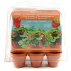 Image de - mini serre 6 pots - fraises à faire pousser