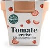 Image de Kit Tomate Cerise Bio - Pot en Terre Cuite - 13 cm | Radis et Capucine