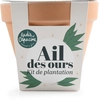 Image de Kit Ail des Ours - Pot en Terre Cuite Antique - 13 cm | Radis et Capucine