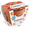 Image de Mini kit Fraisier - Pot Terre Cuite - 6 cm | Radis et Capucine
