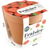 Image de Kit Fraisier - Pot Terre Cuite Antique - 13 cm | Radis et Capucine