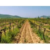 Image de Visite du vignoble de la Bastide des oliviers et de sa cave avec dégustation pour 2