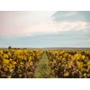 Image de Visite et dégustation de vins en duo près de Versailles