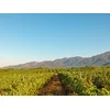 Image de Visite d'un domaine viticole près de Perpignan avec dégustation et 6 bouteilles offertes