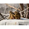 Image de Activité en famille: entrée pour 2 adultes et 1 enfant au Parc Zoologique de Paris