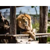 Image de Tanière Zoo Refuge: immersion avec les carnivores ou les éléphants pour 1 personne