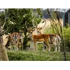 Image de Tanière Zoo Refuge: immersion avec les herbivores pour 1 personne