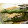 Image de Journée en famille près de Montélimar: entrées pour La Ferme aux Crocodiles pour 2 adultes et 1 enfant