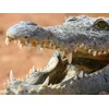 Image de Journée passionnante en famille à la Ferme aux Crocodiles, près d'Avignon pour 4