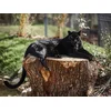 Image de 2 entrées adulte pour la Tanière Zoo Refuge près de Chartres