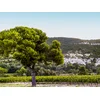 Image de Box anologie: 6 bouteilles de vin rosé livrées à domicile