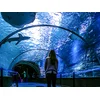 Image de À la découverte des secrets de l'océan: 1 entrée adulte coupe-file à l'aquarium Nausicaá en basse saison