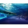 Image de À la découverte des secrets de l'océan: 2 entrées adulte coupe-file à l'aquarium Nausicaá en basse saison