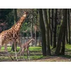 Image de Journée zoo en duo: 2 entrées adultes pour le Safari de Peaugres