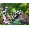 Image de Journée zoo en famille pour 1 adulte et 2 enfants au Safari de Peaugres