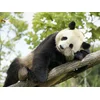 Image de ZooParc de Beauval 2027: entrées 2 adulte et 2 enfant (1 journée)