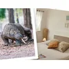 Image de Séjour en famille au ZooParc de Beauval 2027: entrées 2 adulte et 1 enfant (2 journées) et 1 nuit à proximité