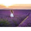 Image de Mille et une nuits en Provence