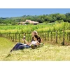 Image de Sur la route des vins